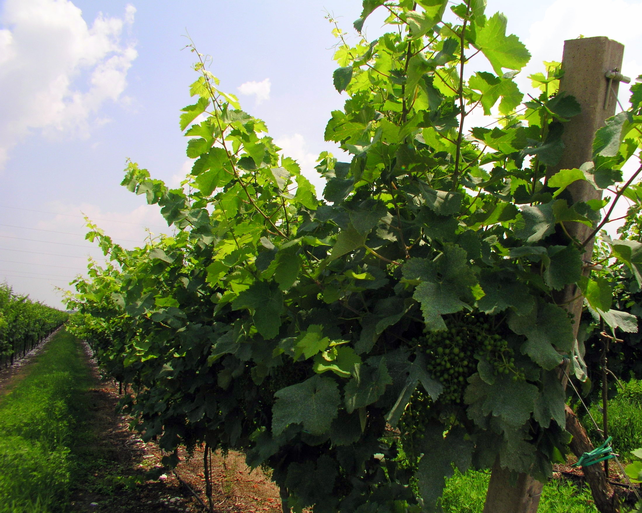 Vigneti di Prosecco
